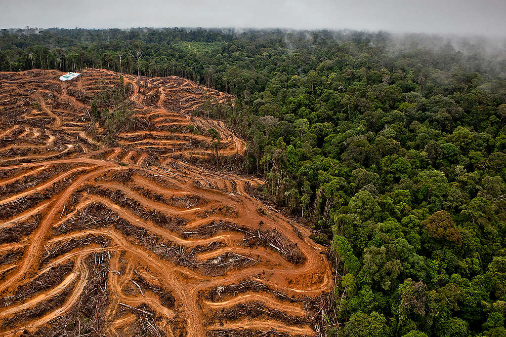 Borneo logging to creates Carbon Credits - Climate saver or killer ?